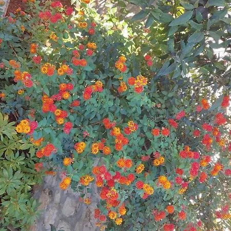 Leozeka Εξαμίλιο